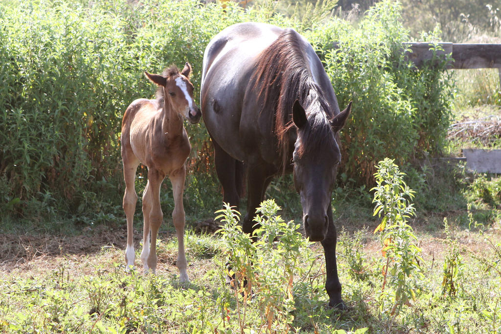 Résidence Terracorse Figari  Extérieur photo